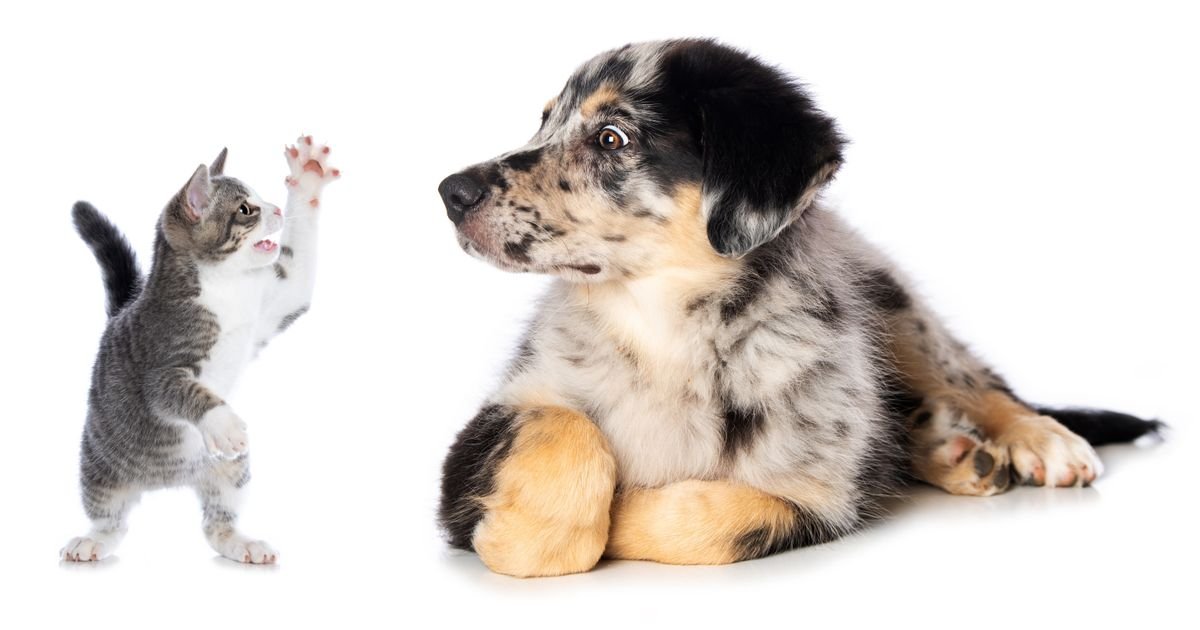 Pas posle šišanja postao stranac u sopstvenoj kući: Mače se zbunilo, snimak gledalo više od 3 miliona ljudi