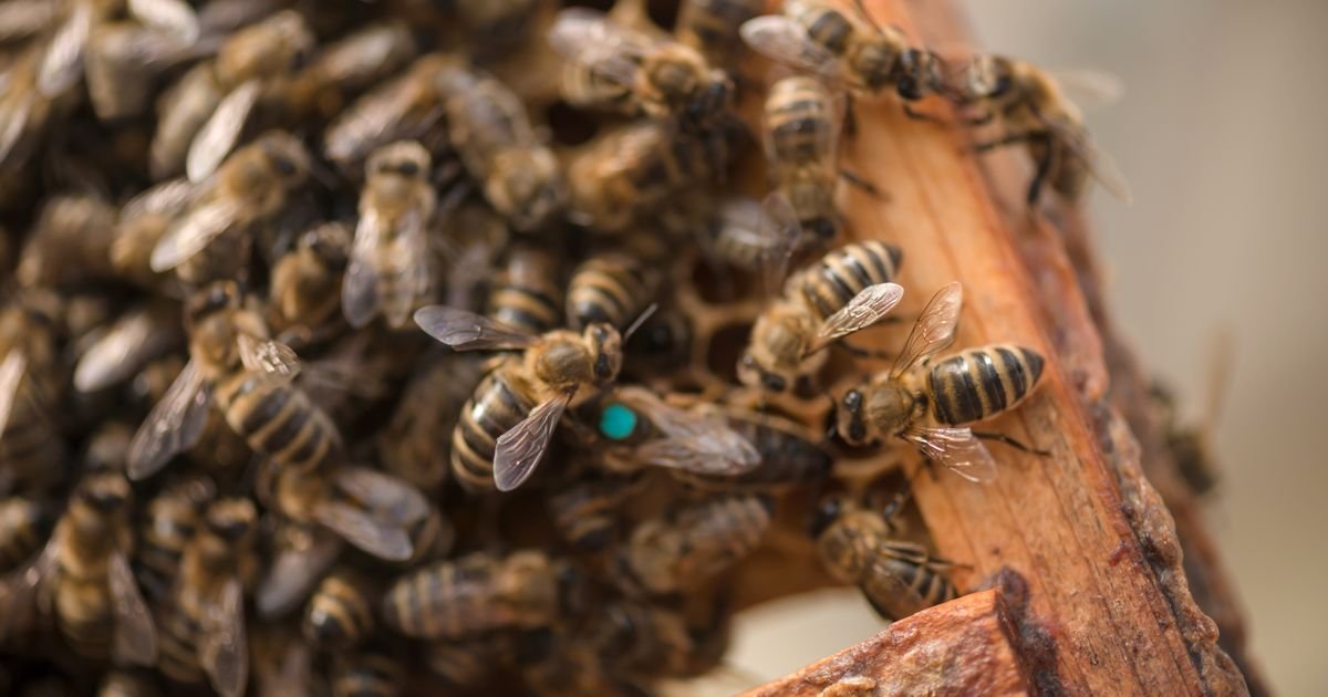 Da li će ova godina biti medonosna? Dobra zima vratila nadu u rodnu sezonu, ali ostao strah od starih problema