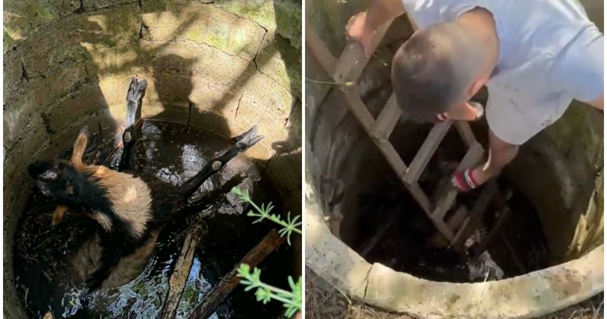 Jarac pobegao iz štale u Paraćinu, pa upao u bunar i počeo da se davi: Nikola skočio u pomoć, sve snimljeno!