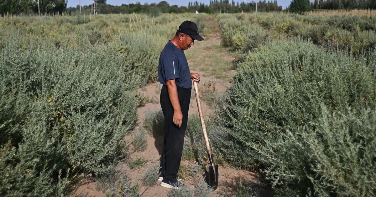 Kinezi zasadili oko 78 milijardi stabala za 48 godina: Nova studija otkriva šta se promenilo