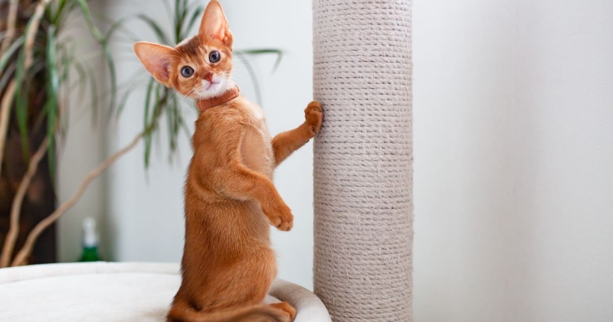 Tako je prosto i lako: Najjednostavniji način da pomognete svojoj mački da živi duže, tvrdi istraživanje