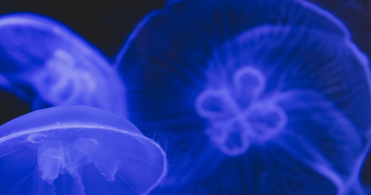 INVAZIJA MEDUZA NA JADRANU! Snimci su jezivi: "Mogli ste prepešačiti, a da ne potonete!"