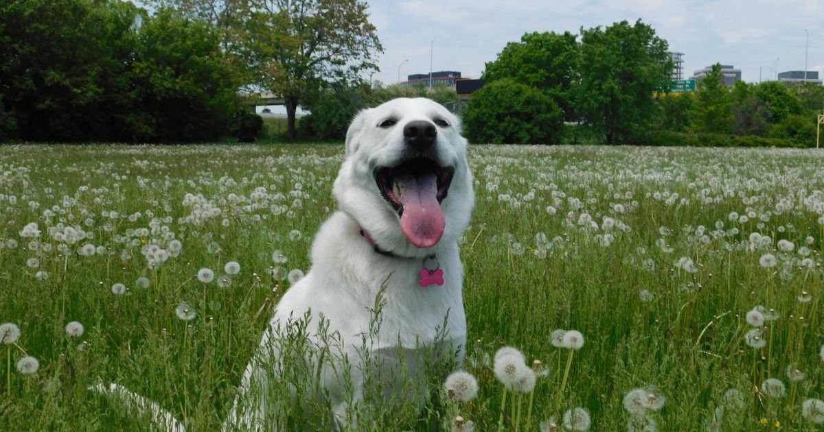 On je ROĐAK KANGALA i zovu ga "bela glava": Akbaš iz Turske NE SME imati dlaku druge boje osim bele