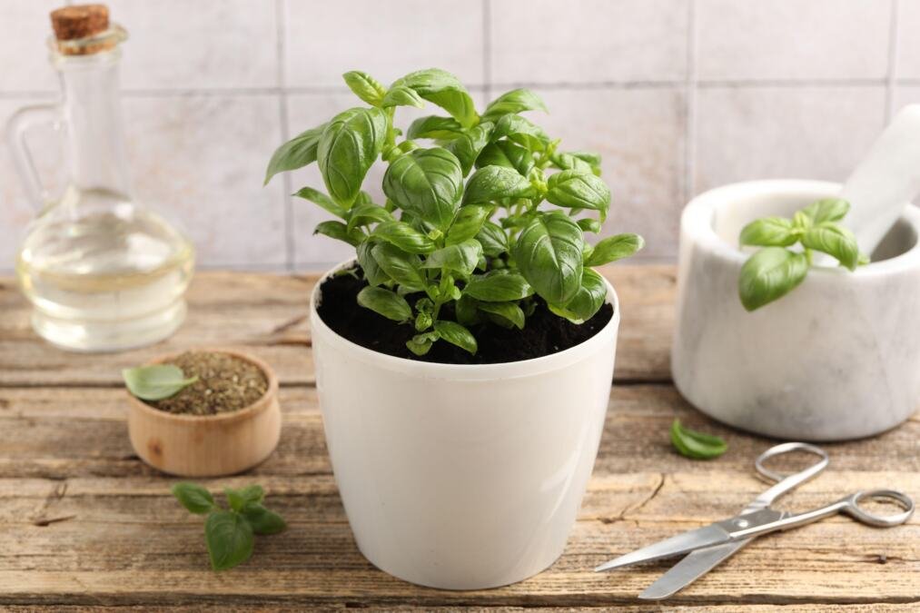 Kako se sadi i gaji bosiljak: Sada je idealno vreme, a evo kako da vam uspeva tokom cele godine