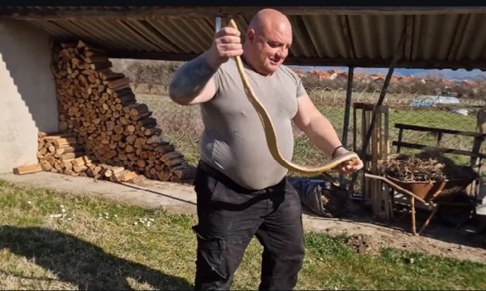 "AMAZON MEROŠINA" Zmijolovac Vladica IZVUKAO MONSTRUMA: "Metar osamdeset ima! Sila!" DA ČOVEK PRETRNE OD PRIZORA!