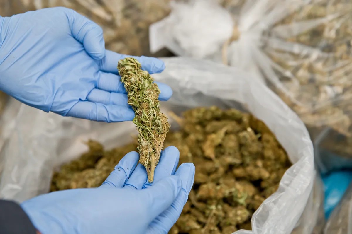 Skandal u Šri Lanki: Budistički monasi uhapšeni sa više od 110 kilograma marihuane na aerodromu