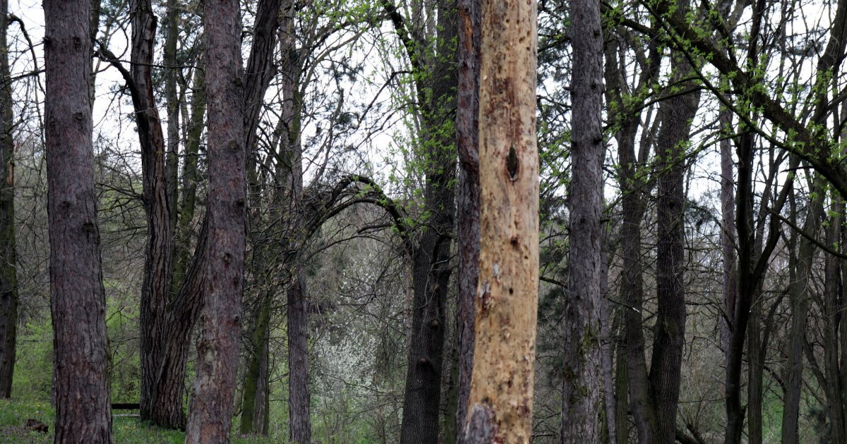 Opasan gmizavac pronađen u srcu Evrope: Ubrzano se razmnožavaju, imaju moćan ugriz, nazivaju ih "UBICAMA"
