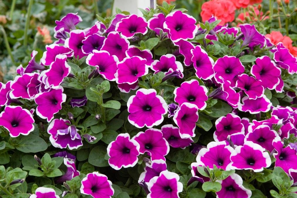 Šta se seje i sadi u aprilu od cveća: Sad posađeno, cvetaće sve do septembra!