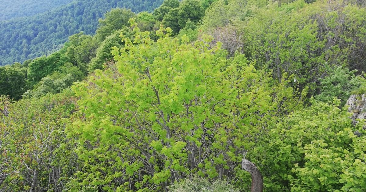 99 odsto ove srpske planine je pod šumom: Zovu je "plava planina" zbog brojnih izvora vode