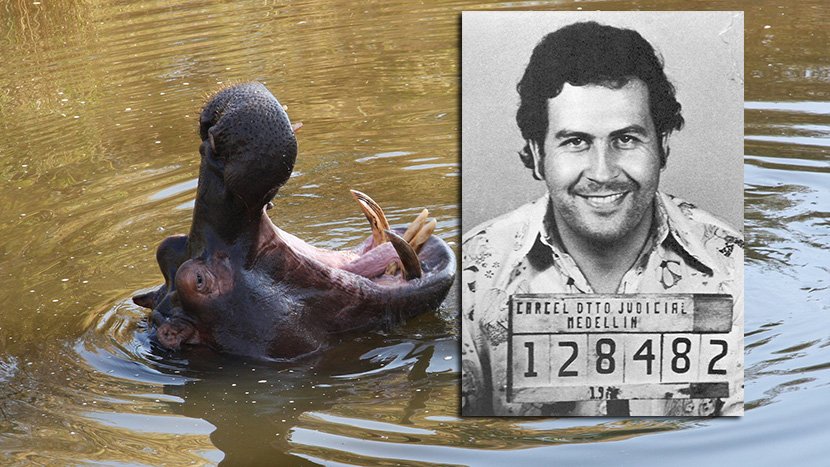 Sin milijardera ima rešenje za Eskobarove nilske konje: Gorostase očekuje dug put