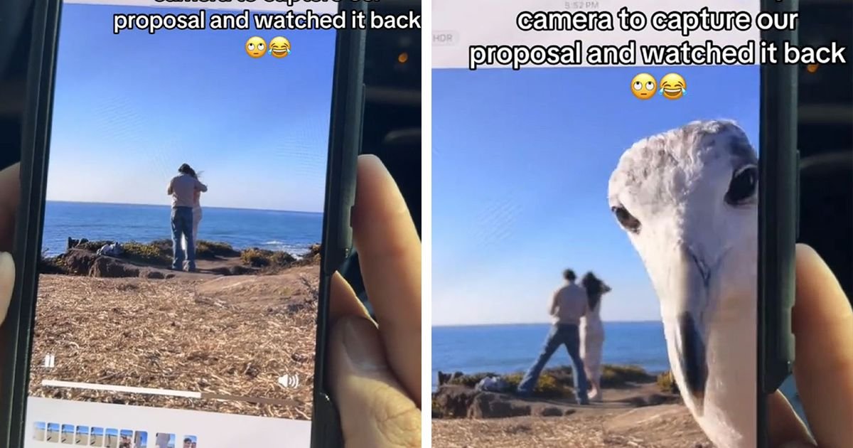 Galeb fotobombardovao prosidbu: Radoznala ptica ukrala šou, zbog ovog snimka ljudi se valjaju od smeha