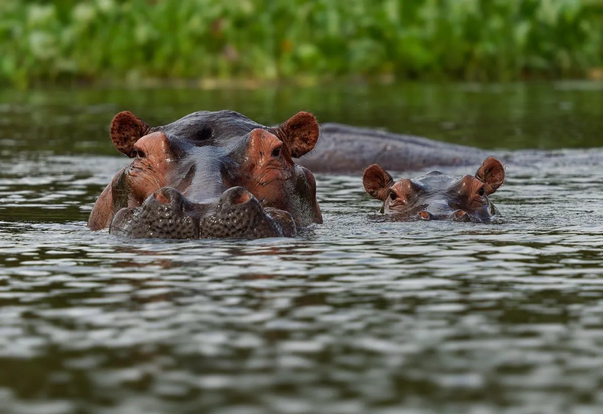 Indijski bogataš nudi spas za 80 Eskobarovih "kokainskih nilskih konja": U Kolumbiji im preti odstrel