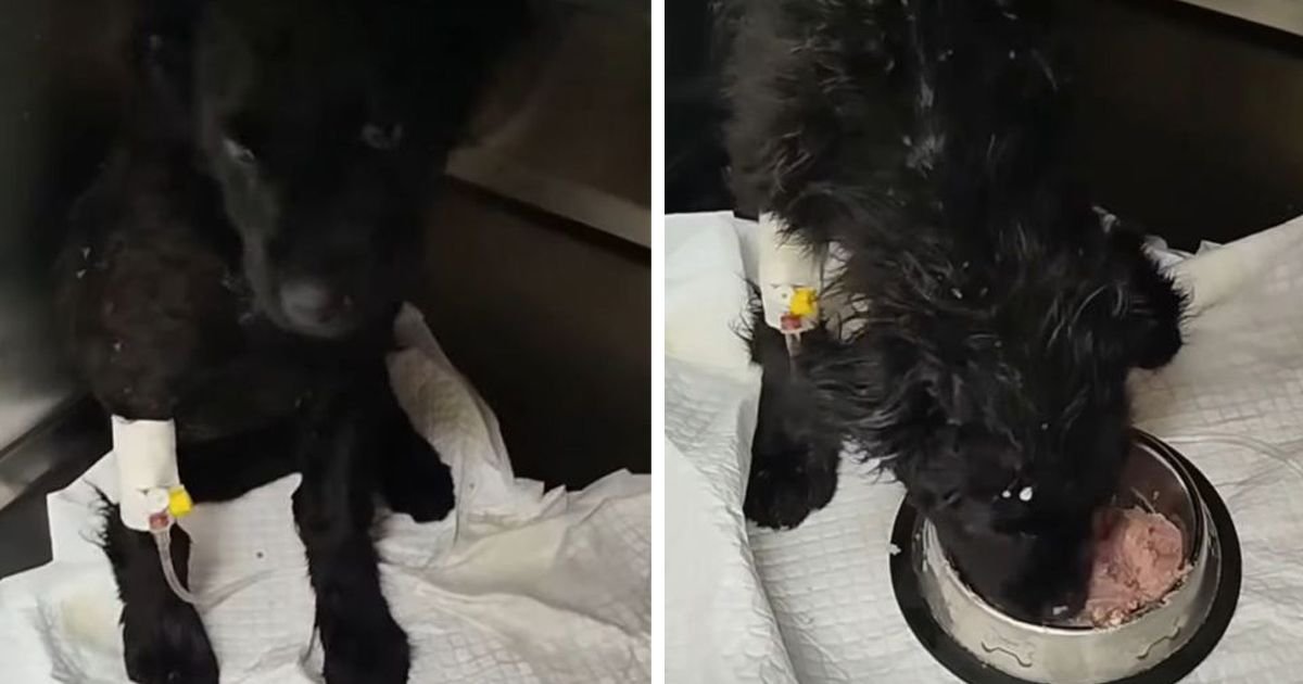 Zvezdica pobedila parvo: Mala crna dama iz šume pojela prve obroke i oporavlja se od teške bolesti