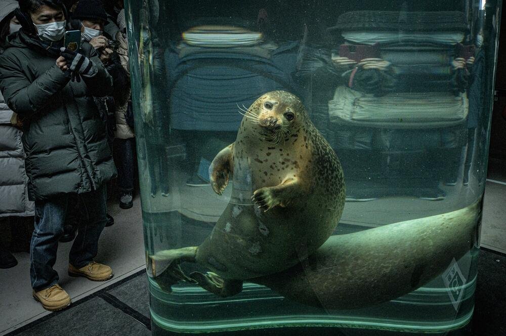 Zaposleni u Zoo vrtu u Japanu bacio telo supruge u krematorijum za životinje: Spalio je u spalionici, nije trepuno!