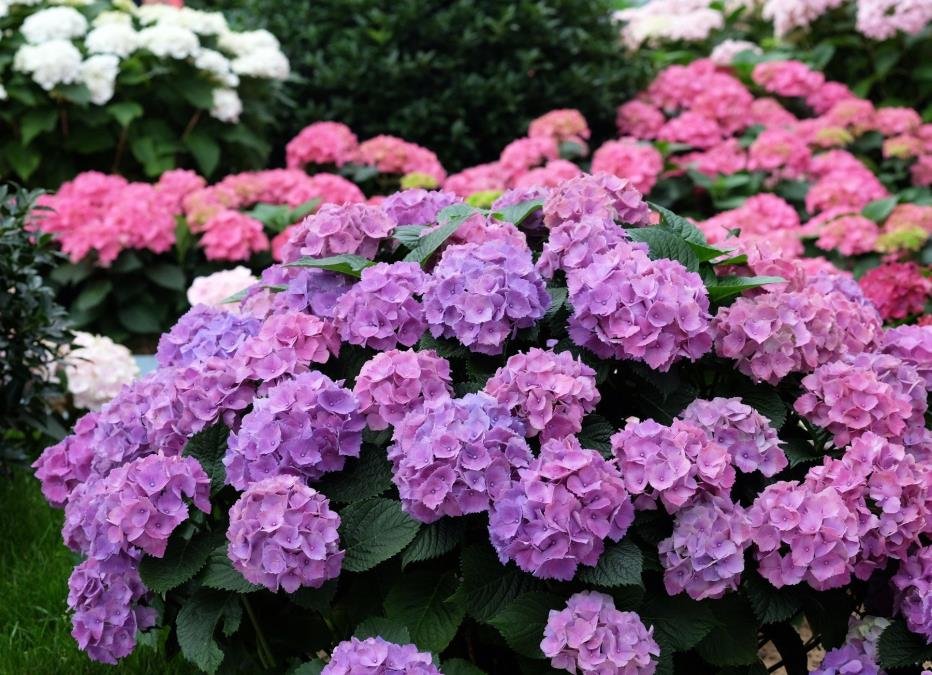 Evo zašto vaša hortenzija ne cveta: Ovu grešku svi prave u proleće!