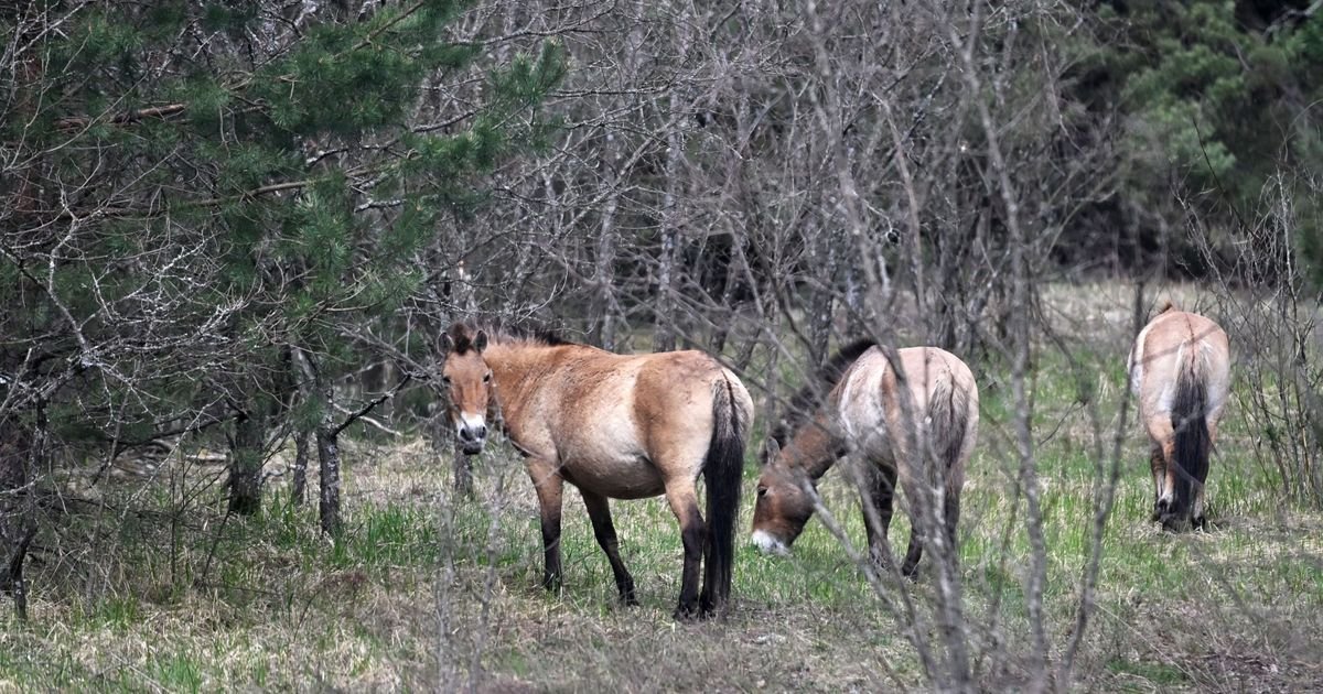 Zašto oko Černobilja ponovo žive vukovi, divlji konji, bizoni, retke ptice… 40 godina od nuklearne katastrofe