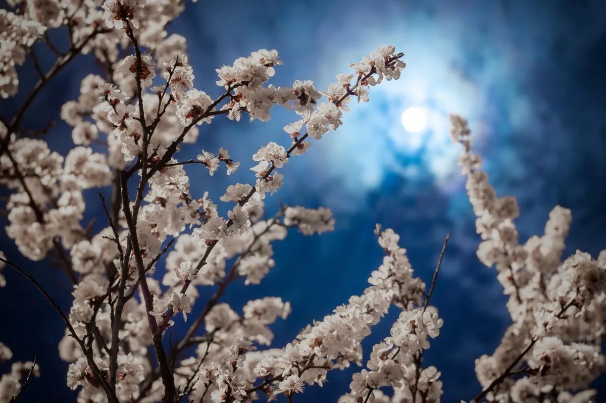 Stiže "cvetni Mesec", a ova tri znaka će ga posebno osetiti: Donosi im novi život i veliku sreću