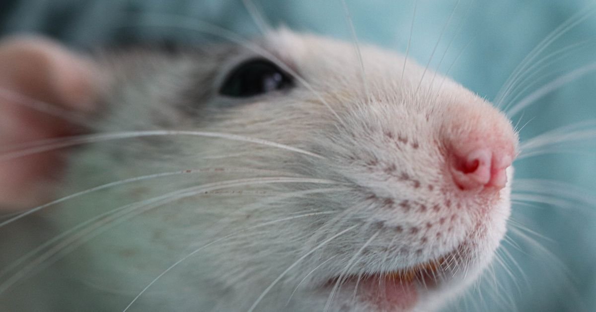 Prva detaljna „mirisna mapa“ otkriva kako nosevi prate mirise