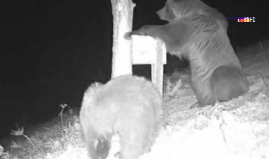 "POVADILA RAMOVE S MEDOM, SAĆEM, JELA..." Mečka se bez straha sladila ispred osvetljene kuće Nešovanovića u Ivanjici! Druga u selu savladala bika od 750 kila?!