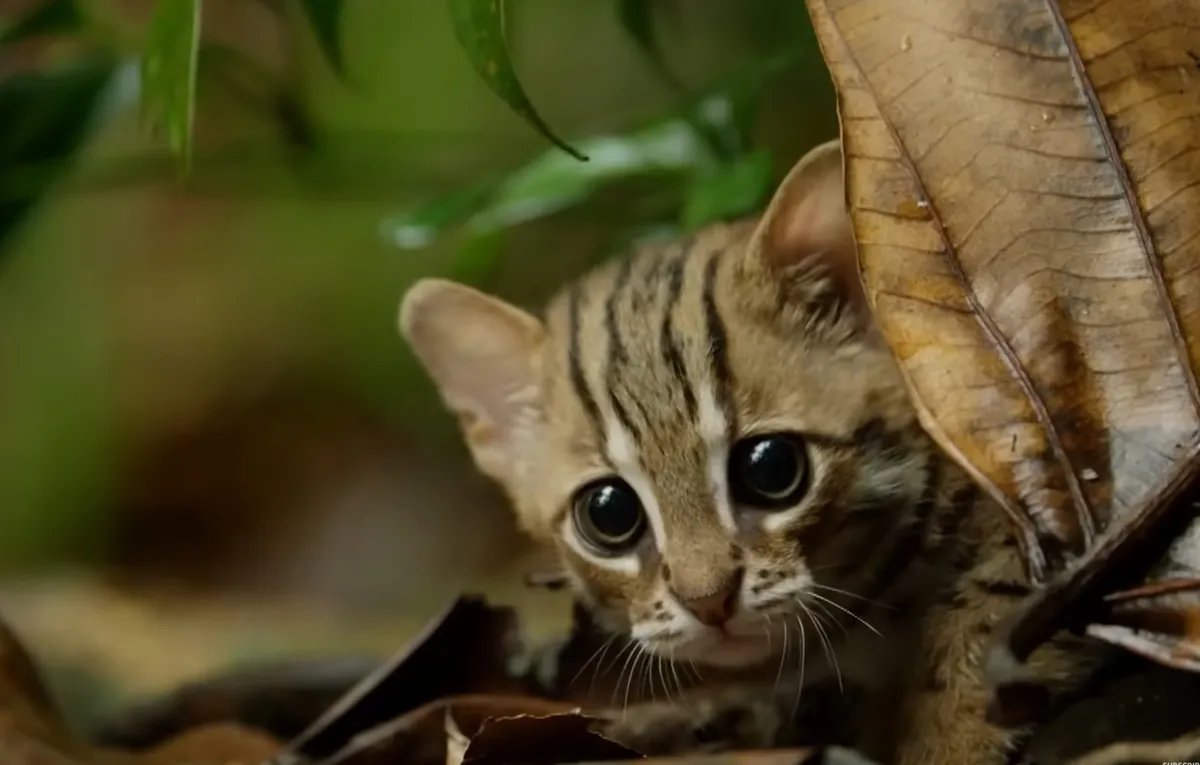 Ovo je najmanja mačka na planeti - izgleda kao igračka i može da stane na dlan: Deluje nežno, a zapravo...