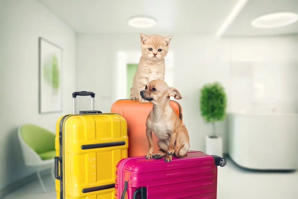 EU uvodi nova pravila za kućne ljubimce - strože mere za vlasnike pasa i mačaka