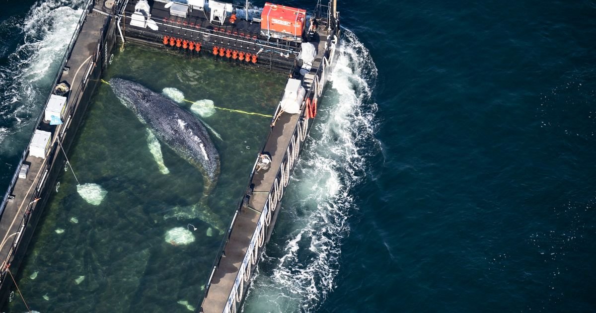 Kit Timi prebačen kroz Baltičko more u složenoj spasilačkoj operaciji