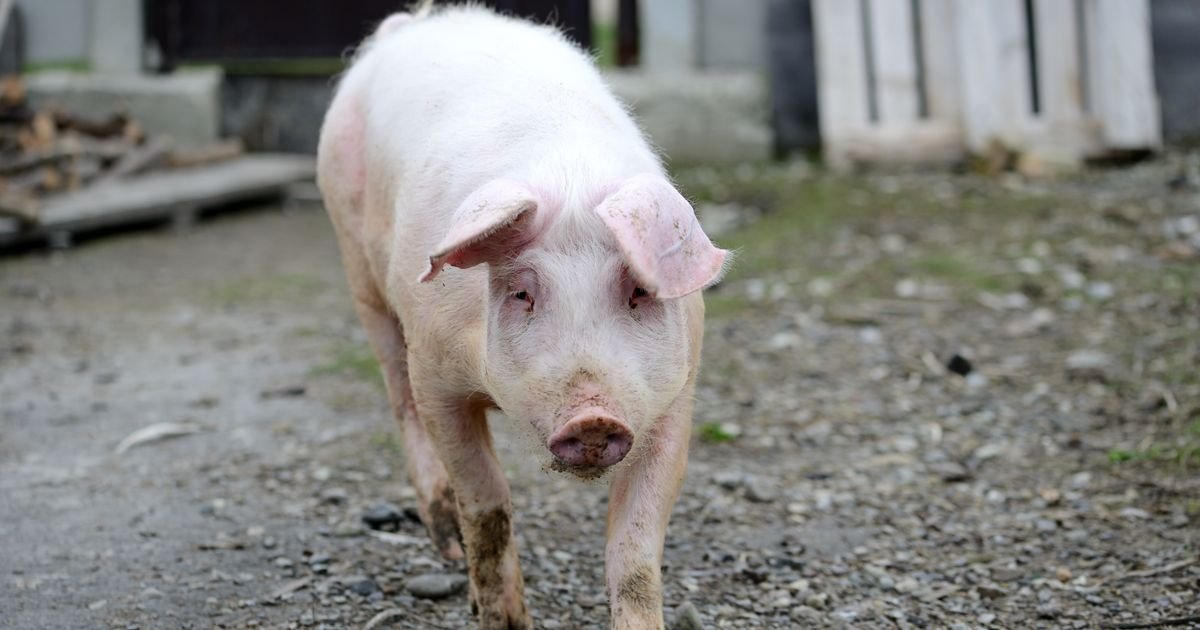 Prasad i svinje pred praznike: Cene skaču u Obrenovcu i Banatu, dok u Bačkoj beleže pad