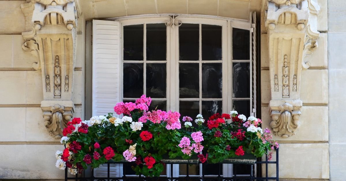 Muškatle najviše cvetaju ako su u ovakvim saksijama: Razlika je ogromna, cvetovi su bujniji nego ikad