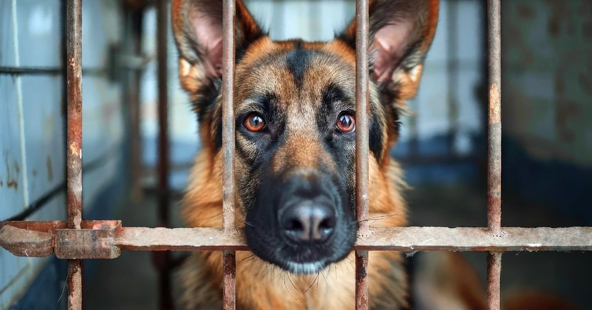 Zašto Amerikanci BAŠ DANAS masovno udomljavaju napuštene pse i mačke iz azila umesto da ih kupuju