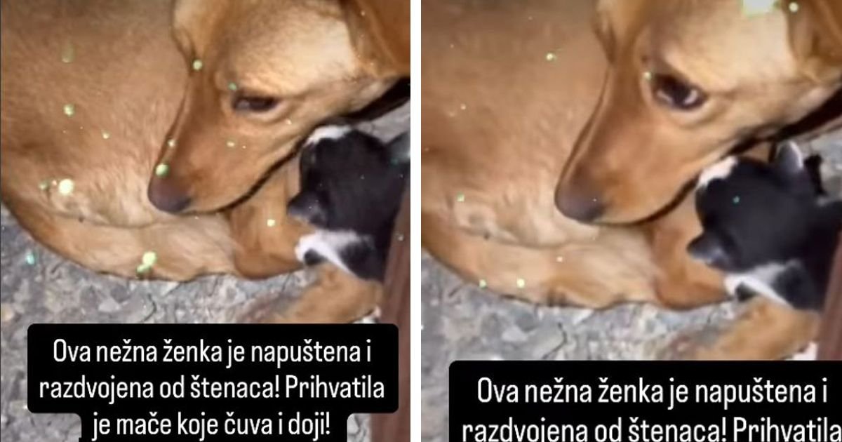 Drama u Beogradu: Pas odvojen od štenaca DOJI tek ROĐENO MAČE, pomajci i bebi hitno potreban smeštaj