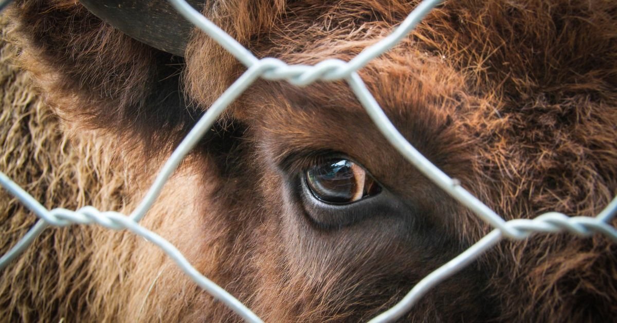 Zašto većina ljudi voli kućne ljubimce, a istovremeno nemamo problem da jedemo druge životinje
