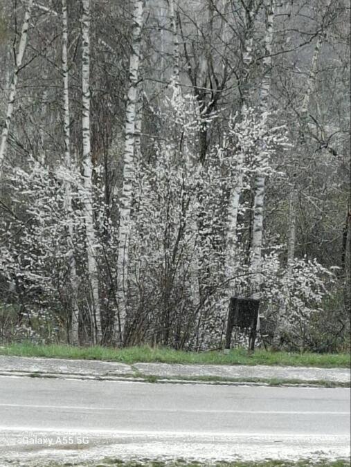 ZABELELA SE I VLASINA, OD JUTROS PADA SNEG! Bilo minus 2, sad je 1 stepen, a sutra je maj! Jedne godine pao i u junu (FOTO/VIDEO)