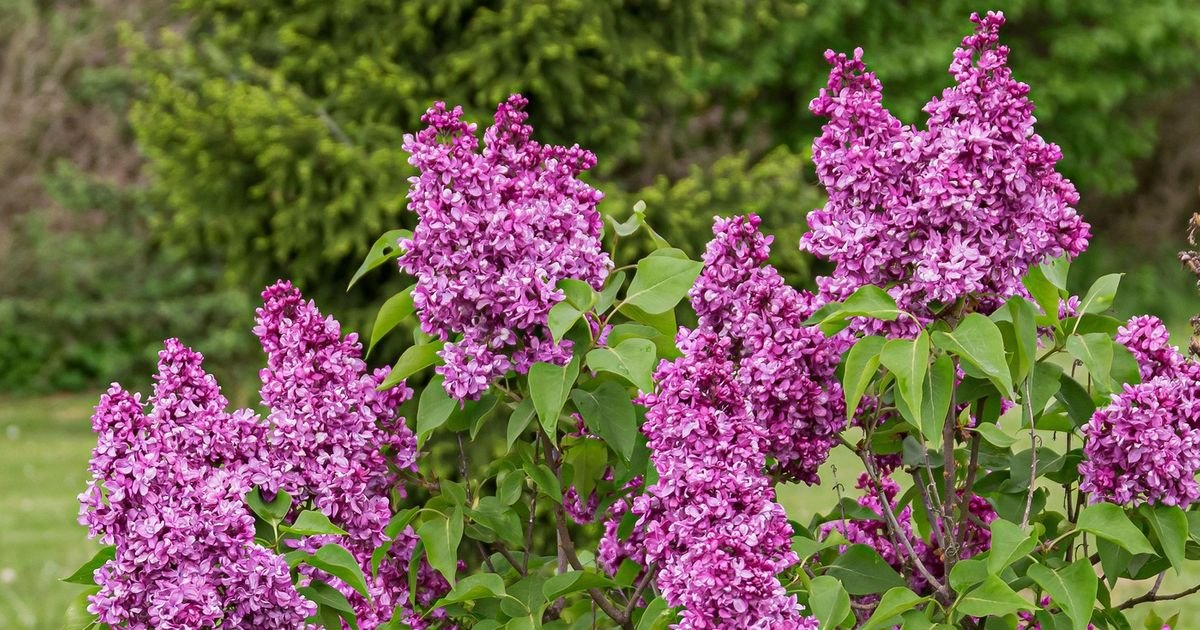 Rusi upozoreni da NE BERU jorgovane na javnim površinama: Stvar je vrlo ozbiljna!
