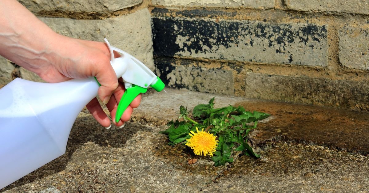 Prirodno sredstvo protiv korova koje mnogi već imaju u kuhinji: Potrebna su vam samo 3 sastojka