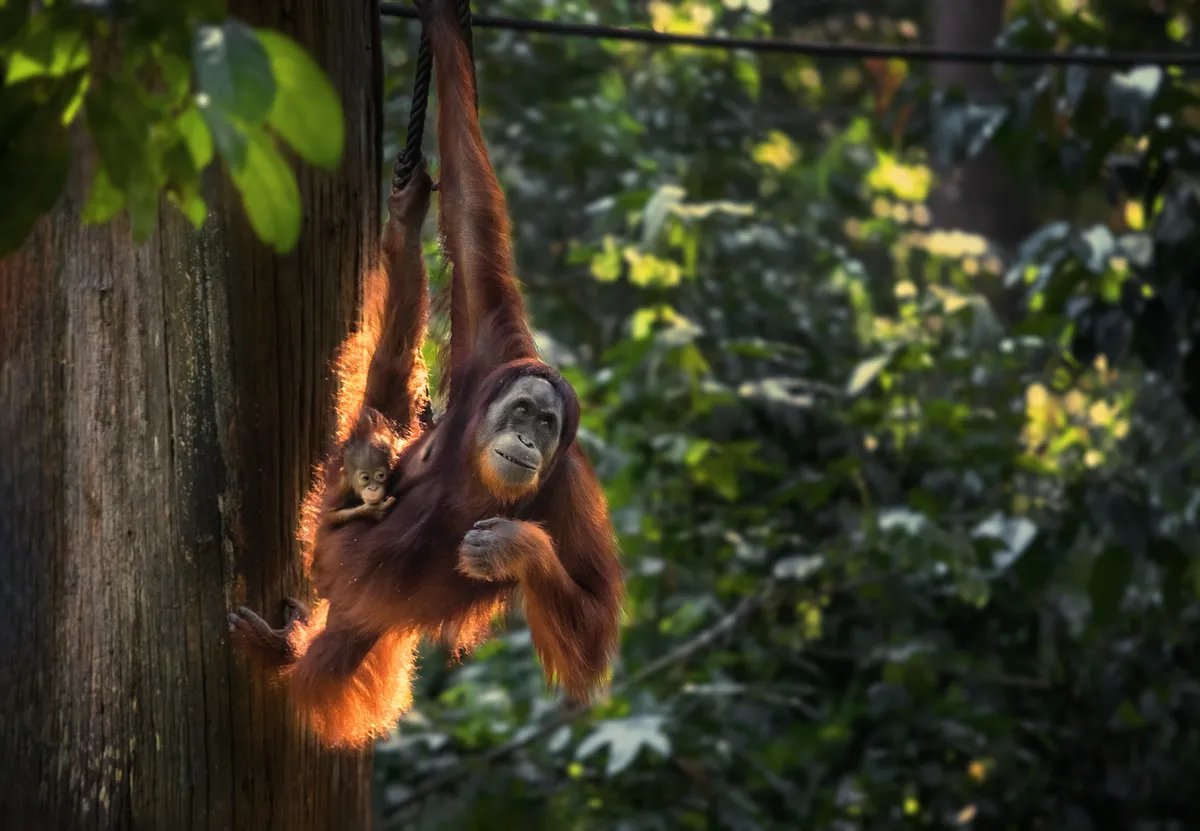 Kamera snimila kako sumatranski orangutan prvi put prelazi javni drum preko veštačkog mosta