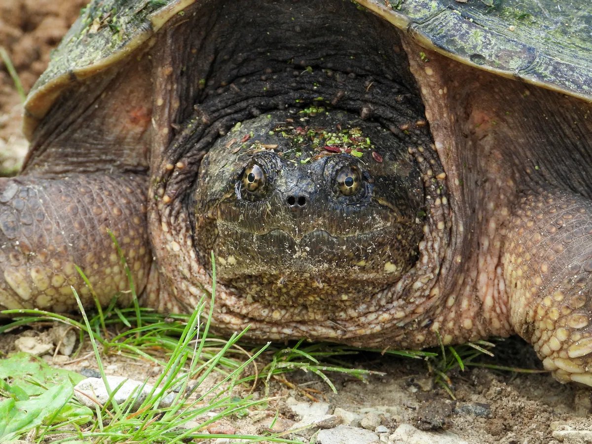 Opasne kornjače poznate i kao "killer" viđene kod Rima