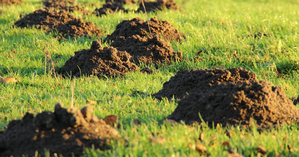 Travnjak vam izgleda kao minsko polje? Jedan trik tera krtice bez otrova i hemikalija