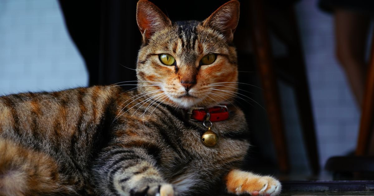 Psi i mačke ponekad glume bolest ili povredu: Ovo su DVA najčešća "FEJK" SIMPTOMA koji ih odaju