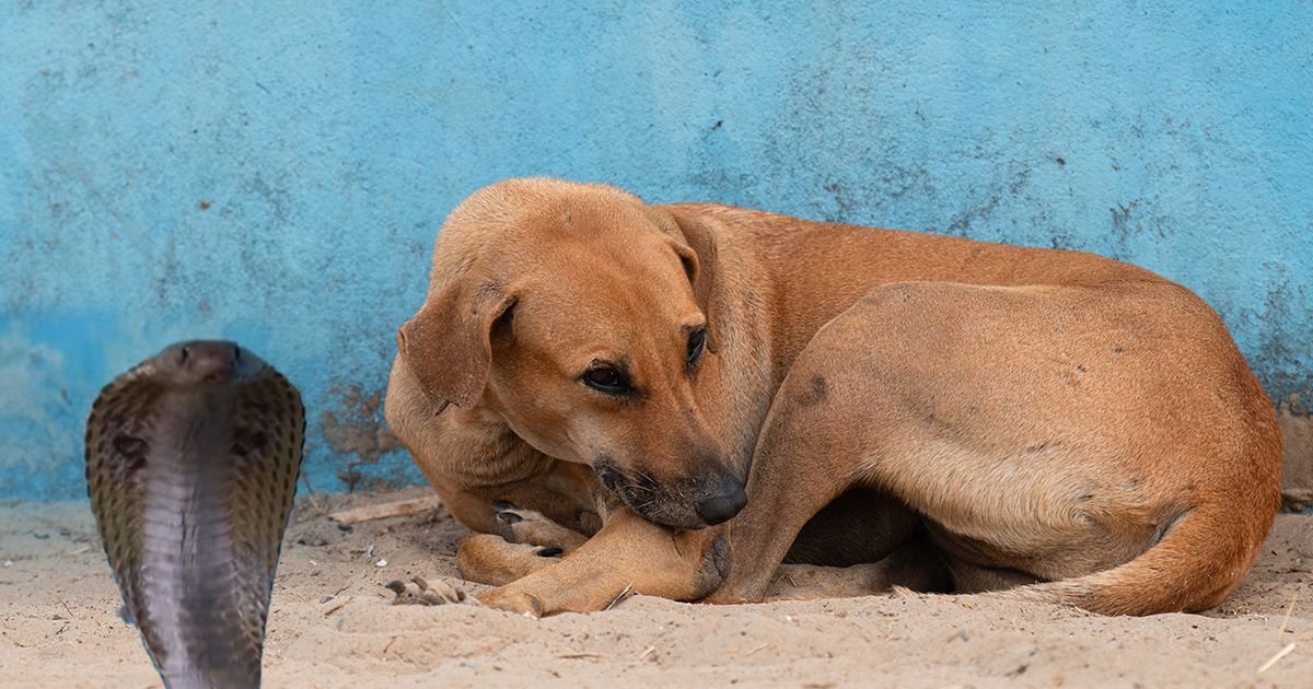 Meštani Odiše oprostili se od Kali: Ulični pas sahranjen uz najveće počasti, spasao 30 dece od otrovne zmije