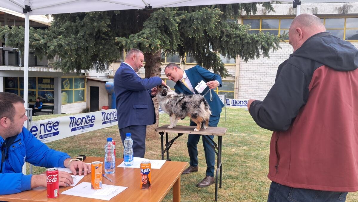 Međunarodna izložba pasa svih rasa u Vranju: Učestvuje 200 pasa iz 19 zemalja (FOTO)