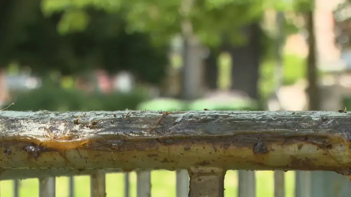 U Pionirski park i dalje se ne može: Tu su korov, đubre i oni koji se predstavljaju kao studenti