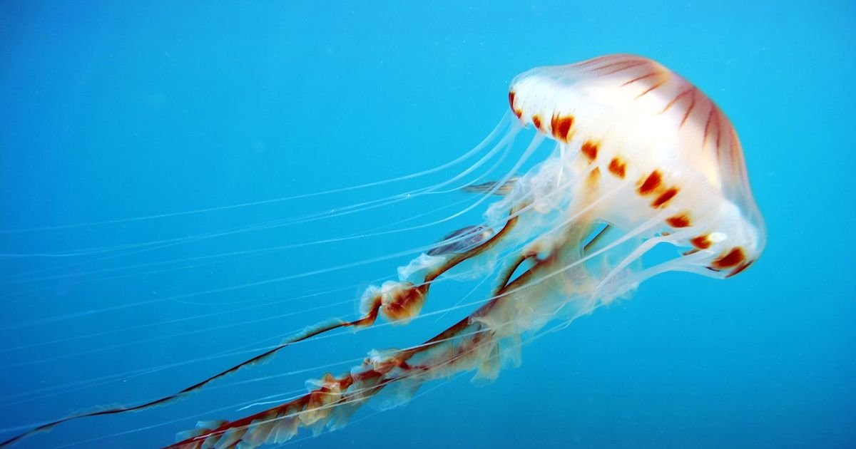 OPREZ! U Jadranu snimljena KOMPAS MEDUZA: Evo šta treba uraditi ako vas OPEČE, a šta nikako ne smete