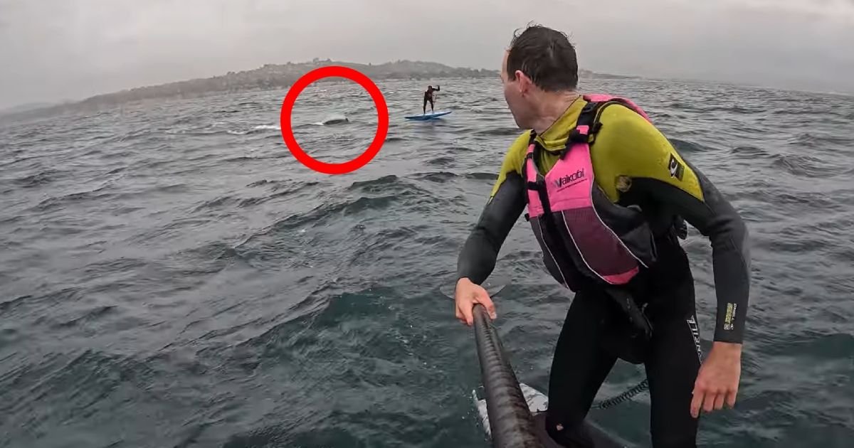 "NEMOJ DA PADNEŠ!" Ajkula od 4 metra prestravila surfere: Pratila ih na otvorenom moru, jeziva scena