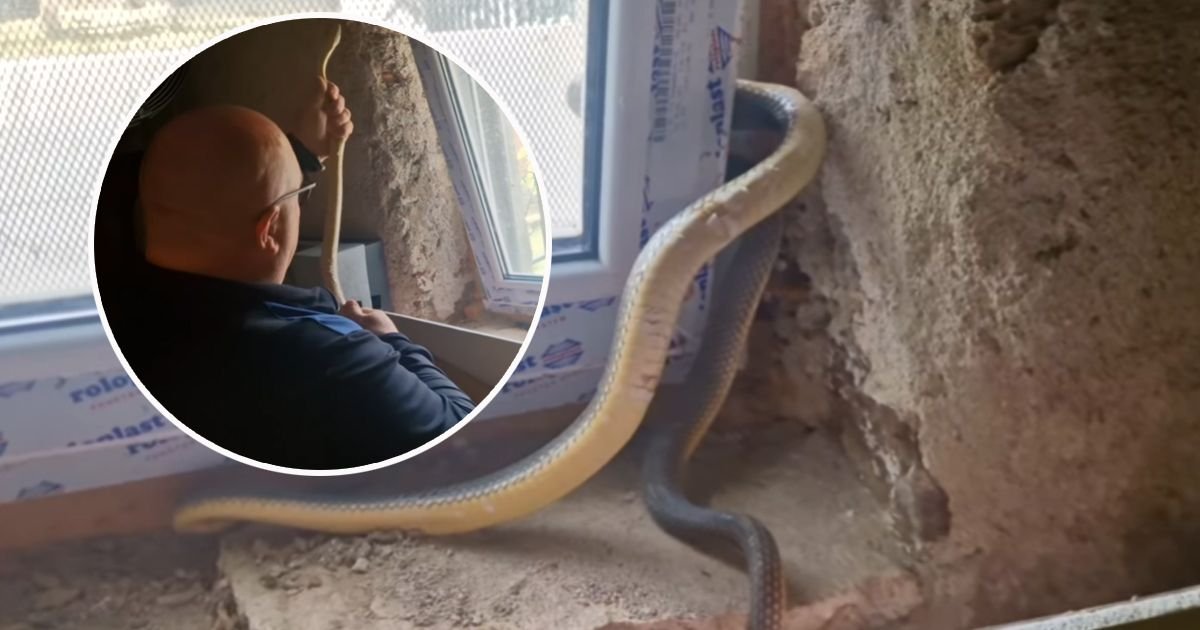 Vladica zmijolovac imao novu hitnu intervenciju: Domaćini jutros ustali, a nezvani gost ZAGLAVLJEN U PROZORU