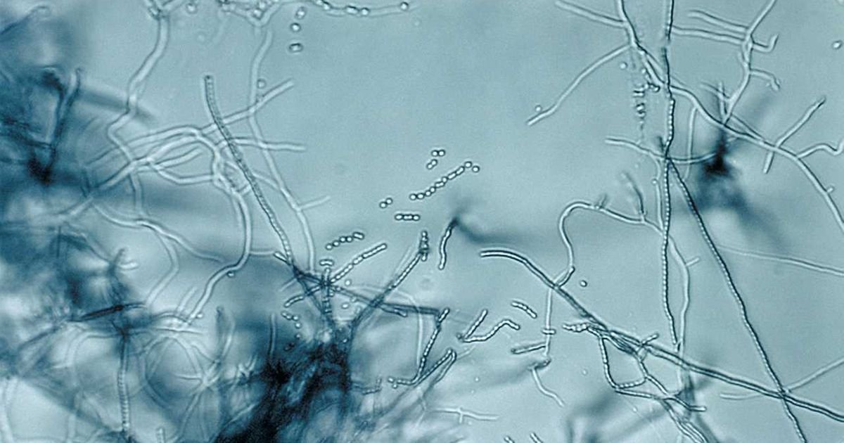 Bakterijski toksin star 100 miliona godina mogao bi preoblikovati kontrolu štetočina i otkrivanje antibiotika