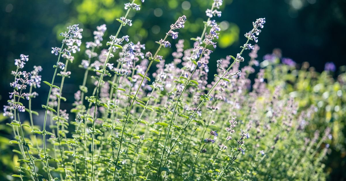 Lepša je od lavande, a komarci i krpelji je MRZE: Ova biljka je spas za svako dvorište, a sadi se baš sad