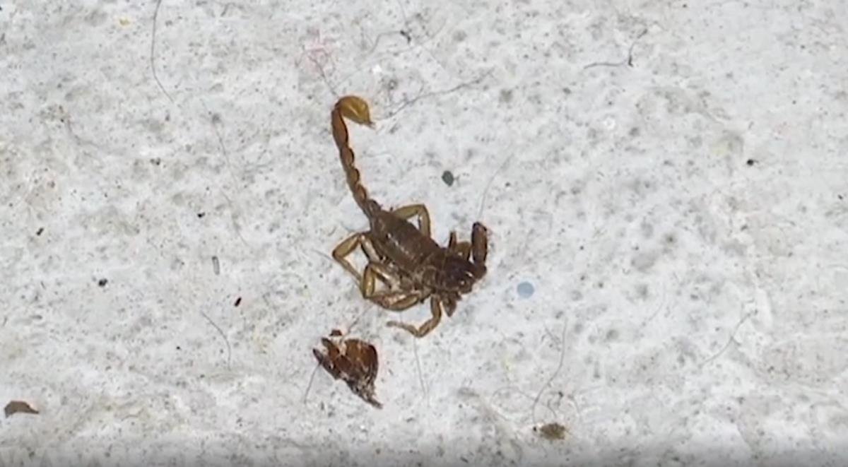 NAUČNICI OTKRILI TAJNO ORUŽJE ŠKORPIJA! Njihov ubod krije nešto neverovatno