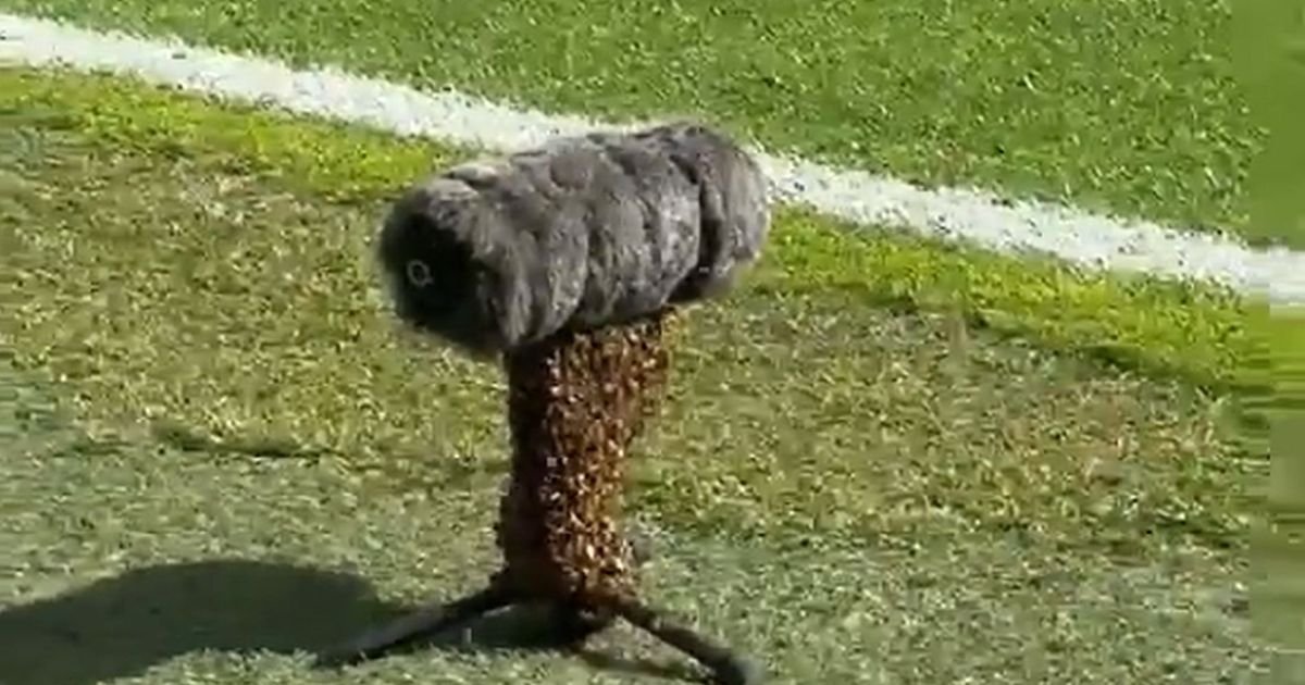 Bizarno: Derbi umalo prekinut zbog čudnog "upada" na teren, morali su brzo da intervenišu lokalci