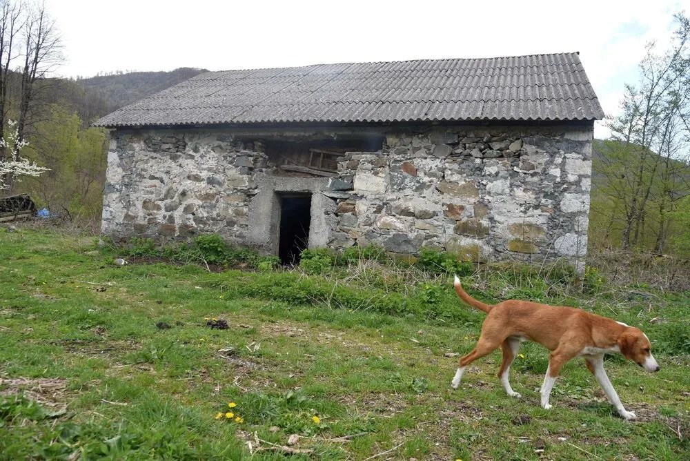 Kuća koja ćuti: Porodični dom Milovana Đilasa zarastao u korov, korišćen i kao štala