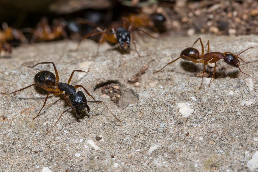 4 prirodna načina da isterate mrave iz kuće: Ovi prirodni trikovi ih teraju zauvek, jedan posebno efikasan